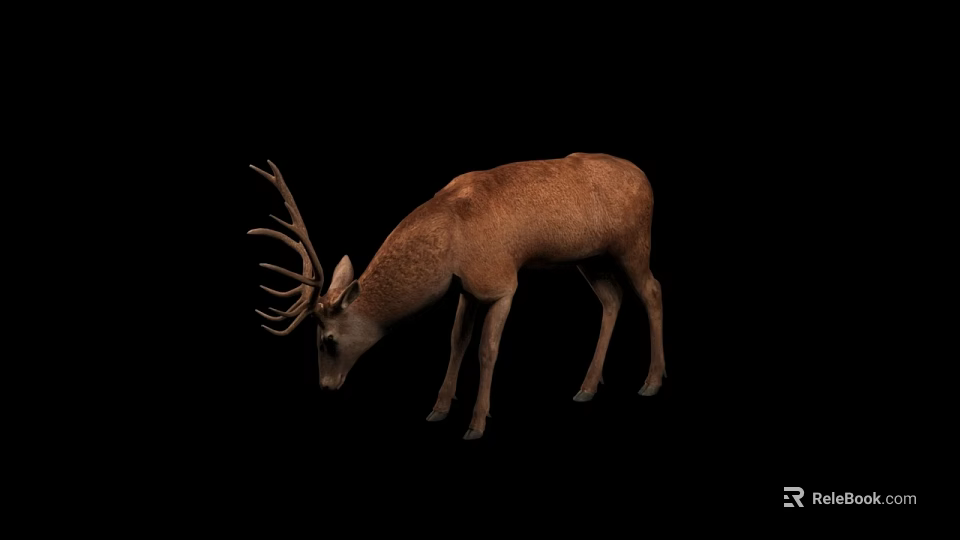 Majestic Brown Deer With Large Antlers Bending Head Against Black Backdrop 3d model 
