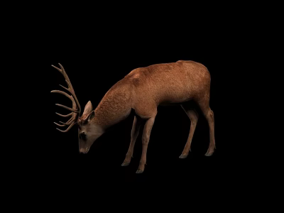 Majestic Brown Deer With Large Antlers Bending Head Against Black Backdrop 3d model