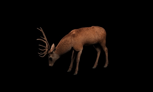 Deer Belt Action 3d model