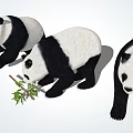 Three Adorable Giant Pandas with One Eating Bamboo and Others Standing