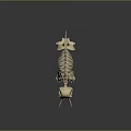 Modern Skeleton Animal Skeleton Elephant Skeleton Elephant Fossils 3d model
