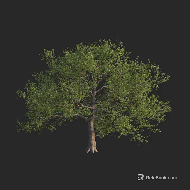 Single Arbor With Green Foliage And Brown Trunk Isolated On Black Background 3d model
