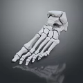 3D Rendered Foot Bone Model As Medical Device For Anatomical Education