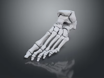 Foot Bone Toe Bone Foot Skeleton Foot Muscle Human Foot Medical Human Body Teaching Aware 3d model