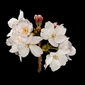White Cherry Blossoms With Blooming Flowers And Pink Buds On Black Background