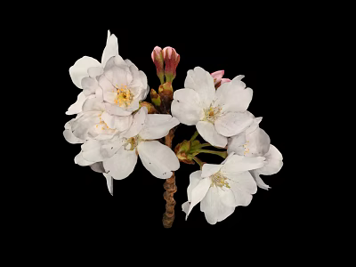 White Cherry Blossoms With Blooming Flowers And Pink Buds On Black Background 3d model