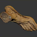 Human Foot Anatomical Model With Detailed Muscle And Ligament Structure