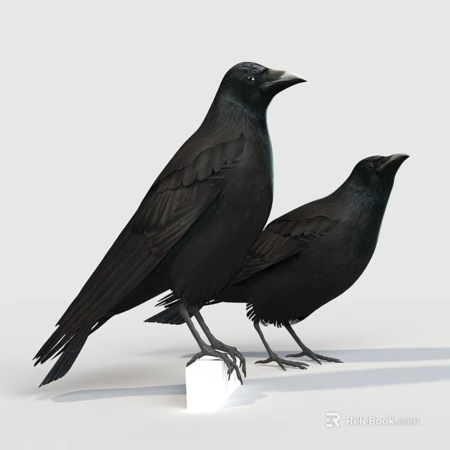 Two Black Crows Standing On White Platform Against Light Gray Background 3d model 