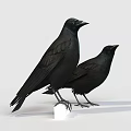 Two Black Crows Standing On White Platform Against Light Gray Background 3d model