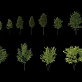 Various Trees in Different Sizes and Types with Lush Green Foliage 3d model
