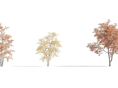 Three Arbor Trees With Orange Yellow Red Leaves Against White Background 3d model