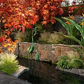 Autumn Plant Combination with Red Maple Trees Grasses and Greenery by Stone Wall and Pond