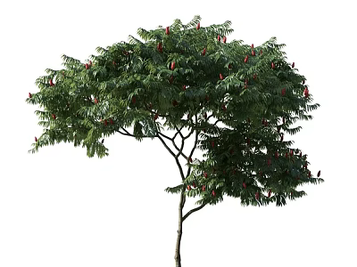 Lush Arbor with Green Leaves and Red Fruits on Slender Trunk 3d model