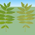 Two Green Feathery Leaves Natural Plant Foliage Isolated On White Background