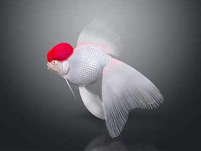Beautiful Goldfish With Red Head White Body And Flowing Fins On Gray Background 3d model