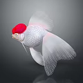 Beautiful Goldfish With Red Head White Body And Flowing Fins On Gray Background