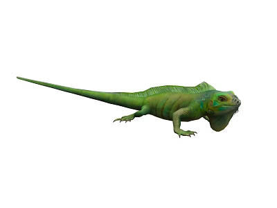 Reptile Green Iguana With Scaly Skin Long Tail And Crested Head On White Background 3d model