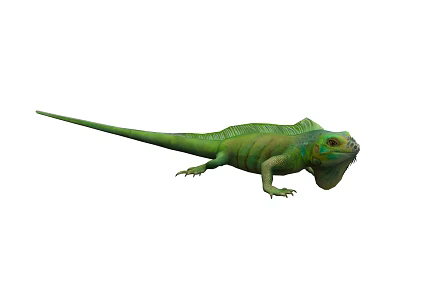 lizard cold-blooded reptile chameleon 3d model