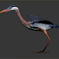 Flying Heron With Spread Blue Wings Red Neck Yellow Beak And Red Legs