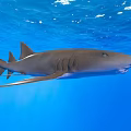 Graceful Shark Swimming in Clear Blue Ocean Water Under Sunlight Rays