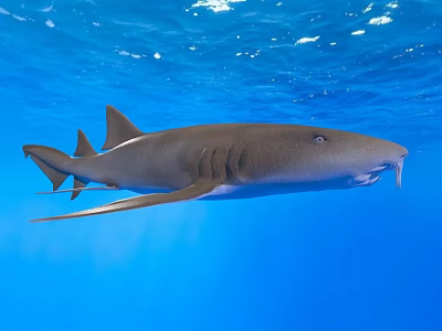 Graceful Shark Swimming in Clear Blue Ocean Water Under Sunlight Rays 3d model