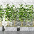 Lush Green Potted Bamboo Plants in Concrete Planters Against White Brick Wall