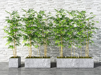 Modern Bamboo Potted Plant 3d model