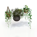 Decorative Hanging Plant Pots With Trailing Green Vines And Leafy Shrubs