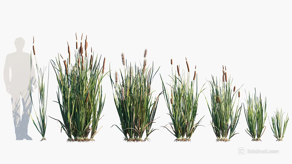 Lush Aquatic Plants With Slender Leaves And Spike Like Flowers In Cluster 3d model 