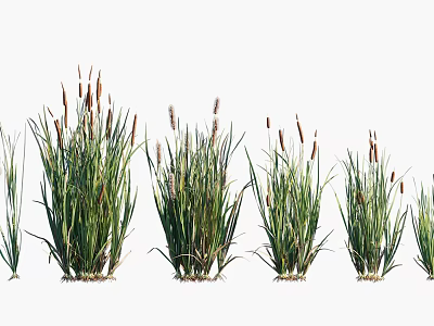 Lush Aquatic Plants With Slender Leaves And Spike Like Flowers In Cluster 3d model