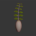 Green Leaf Plant With Slender Stem In White Hexagonal Textured Vase On Dark Background