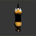 Tricolor Cat Standing On Reflective Surface With Black Orange White Fur And Bright Eyes