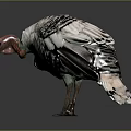 Wild Turkey as Flying Bird with Gray White Feathers and Red Head Standing