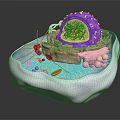 Organ And Hair Follicle Cell Structure 3D Model With Nucleus And Organelles