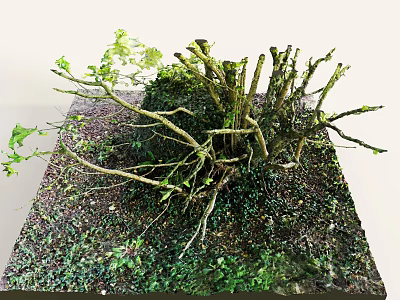 Lush Green Shrub With Twisted Branches Dense Foliage And Mossy Ground Cover 3d model