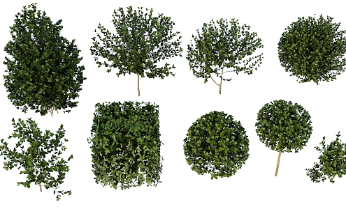 Landscape Plants Landscape Trees Plant Groups Shrubs Trees 3d model