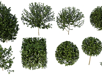 Landscape Plants Landscape Trees Plant Groups Shrubs Trees 3d model