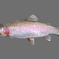 Vibrant Rainbow Trout Aquatic Animal With Colorful Scales Red Throat And Open Mouth