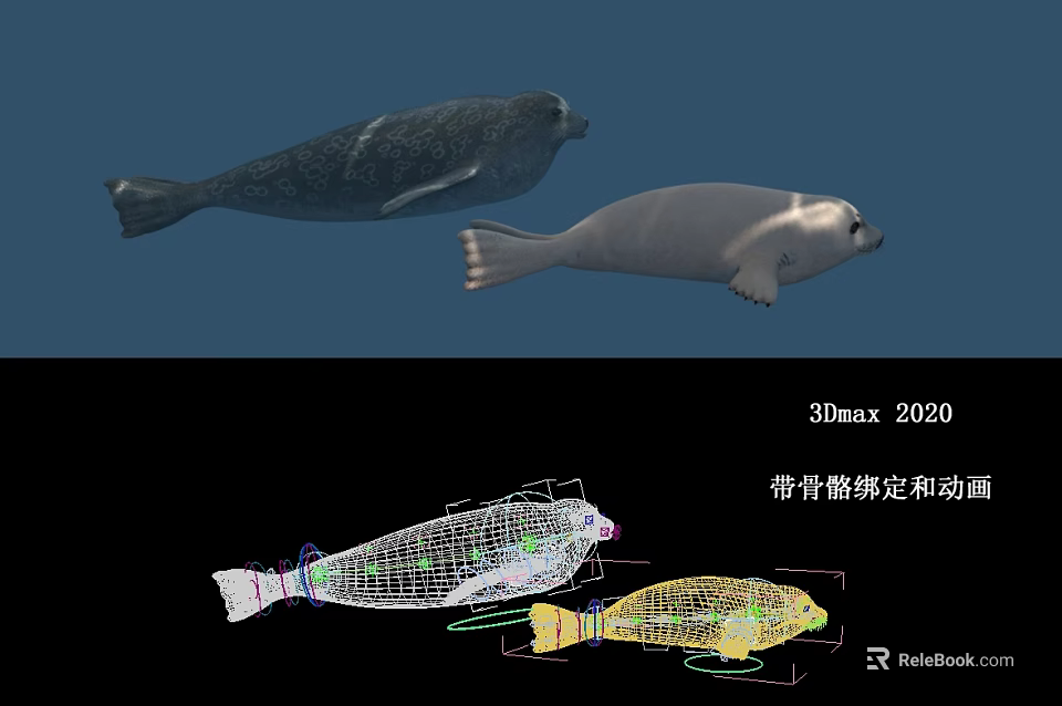 Realistic 3D Seal Models With Skeleton Rigging And Animation In 3ds Max 2020 3d model 