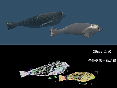 Realistic 3D Seal Models With Skeleton Rigging And Animation In 3ds Max 2020 3d model