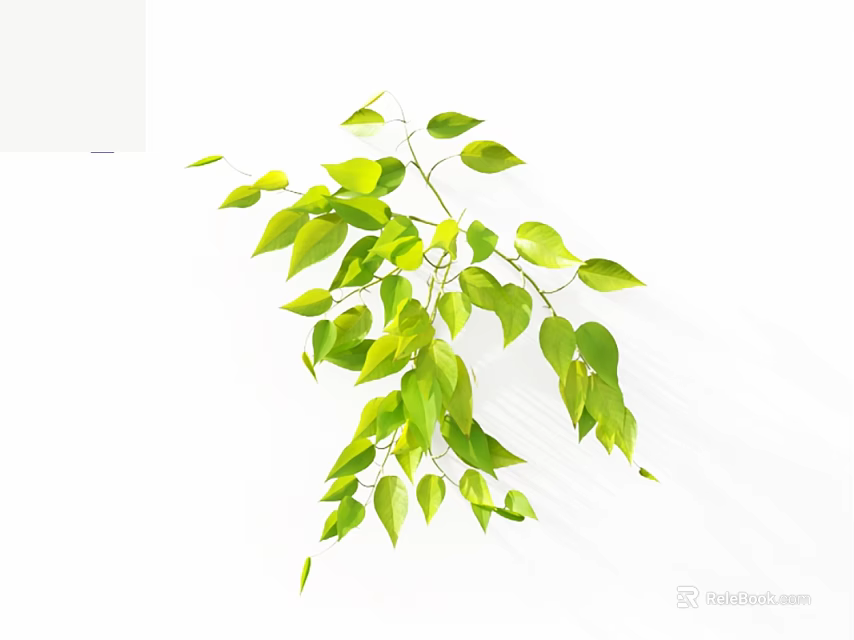 Green Vine Plant With Lush Hanging Fresh Green Leaves On White Background 3d model 