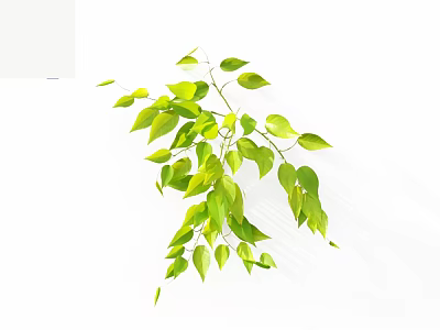 Green Vine Plant With Lush Hanging Fresh Green Leaves On White Background 3d model