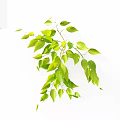 Green Vine Plant With Lush Hanging Fresh Green Leaves On White Background