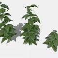 Three Green Leafy Plants Of Different Sizes With Lush Fresh Foliage