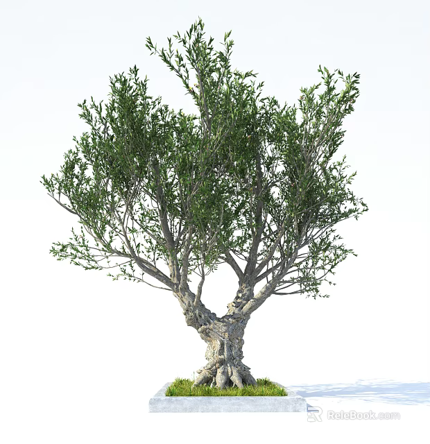 Elegant Arbor With Thick Trunk Dense Branches And Lush Green Foliage 3d model 