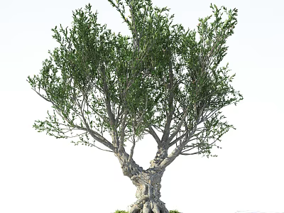 Elegant Arbor With Thick Trunk Dense Branches And Lush Green Foliage 3d model