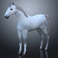 White Horse 3D Model With Realistic Body And Gray Mane