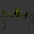 Green Praying Mantis with Extended Forelegs and Long Legs on Dark Background