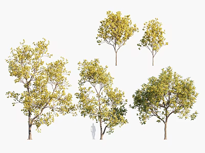 Green Leafy Arbor Trees With Various Shapes For Outdoor Landscaping Use 3d model
