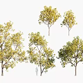 Green Leafy Arbor Trees With Various Shapes For Outdoor Landscaping Use